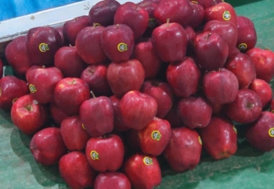 تفکیک میوه‌ها بر اساس سایز، وزن و رنگ