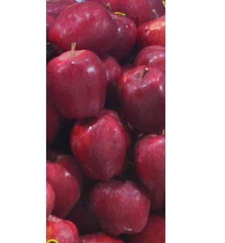 صادرات میوه با سورتینگ و بسته‌بندی استاندارد